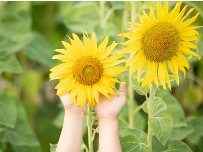 Sunflower; more than just a beautiful flower